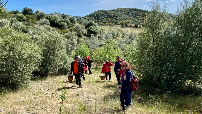 Nel mondo delle Erbe spontanee